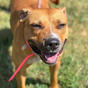 Rescue Mixed Breed Dogs for Adoption in Huntington, West Virginia - Rosetta | PetCurious
