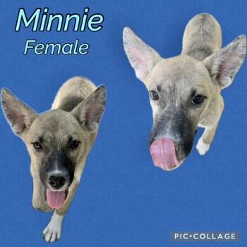 Minnie -  Belgian Shepherd Malinois Dog for Adoption in Manchester, Connecticut - Minnie | PetCurious