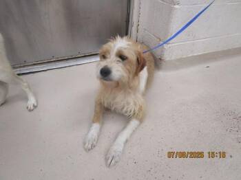 (77) -  Terrier Dog for Adoption in Marietta, Georgia - (77) | PetCurious