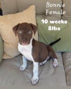 Bonnie -  Hound Dog for Adoption in Alden, New York - Bonnie | PetCurious