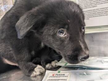 THE VIVIENNE* -  German Shepherd Dog and Siberian Husky Dog for Adoption in Santa Cruz, California - THE VIVIENNE* | PetCurious