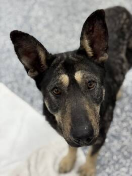 Rescue German Shepherd Dog Dogs for Adoption in Bemidji, Minnesota - Daisy | PetCurious
