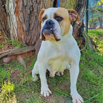 American Bulldog Dogs Available for Adoption in Jersey City, New Jersey - Launie | PetCurious