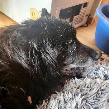 AOK-Stray-273 -  Pomeranian and Spaniel Dog for Adoption in Tonasket, Washington - AOK-Stray-273 | PetCurious