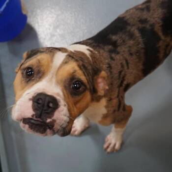 Missy Sippi -  Mixed Breed Dog for Adoption in Dekalb, Illinois - Missy Sippi | PetCurious