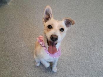 DREAM -  Cairn Terrier and Mixed Breed Dog for Adoption in Tustin, California - DREAM | PetCurious