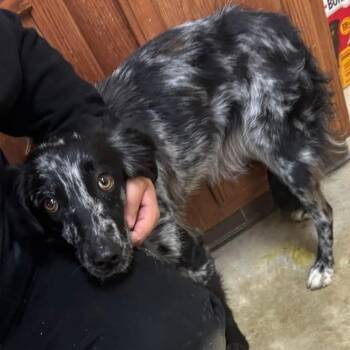 Ainsley - 102815U -  Australian Shepherd and Mixed Breed Dog for Adoption in Tupelo, Mississippi - Ainsley - 102815U | PetCurious