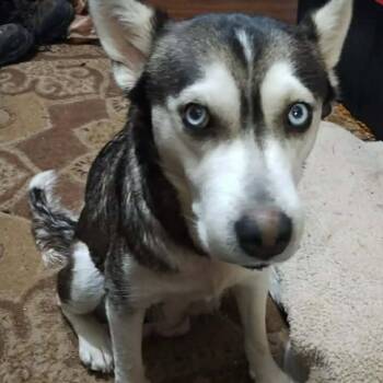 Husky Dogs Available for Adoption - Gwenivere | PetCurious