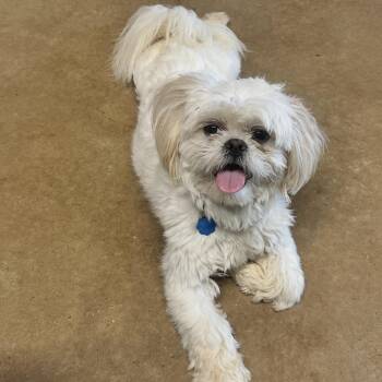Chloe -  Shih Tzu Dog for Adoption in Sealy, Texas - Chloe | PetCurious