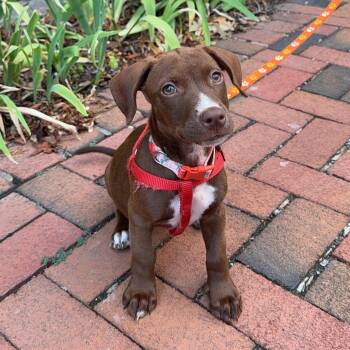 Annie -  Mixed Breed Dog for Adoption in Yaphank, New York - Annie | PetCurious