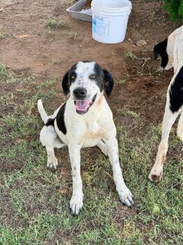 Dot -  Black Mouth Cur Dog for Adoption in Dripping Springs, Texas - Dot | PetCurious
