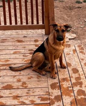 Storm -  German Shepherd Dog Dog for Adoption in Jerome, Idaho - Storm | PetCurious