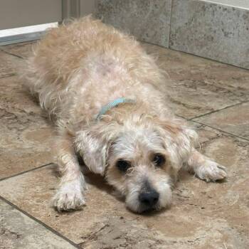 Louie -  Poodle Dog for Adoption in Conroe, Texas - Louie | PetCurious