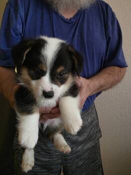 Baby boy -  Pembroke Welsh Corgi Dog for Sale in Red Bluff, California - Baby Boy | PetCurious