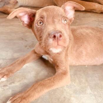 Portuguese Podengo Dogs Available for Adoption in Campbell River, British Columbia - Frijolito | PetCurious