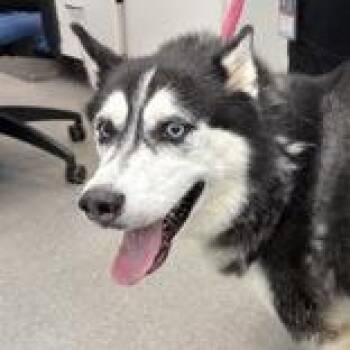 Luna Sun -  Husky Dog for Adoption in Hilliard, Ohio - Luna Sun | PetCurious