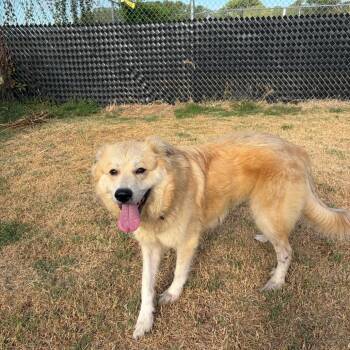 Britely -  Great Pyrenees Dog for Adoption in Norman, Oklahoma - Britely | PetCurious