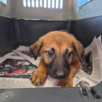 Dingo -  German Shepherd Dog Dog for Adoption in Montgomery, Alabama - Dingo | PetCurious