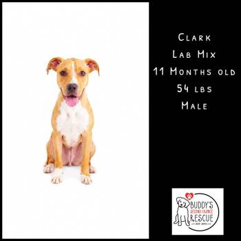 Clark -  Labrador Retriever Dog for Adoption - Clark | PetCurious