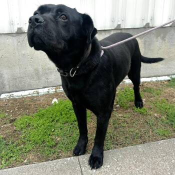 Mixed Breed Dogs Available for Adoption in Warrensburg, Missouri - Shadow | PetCurious