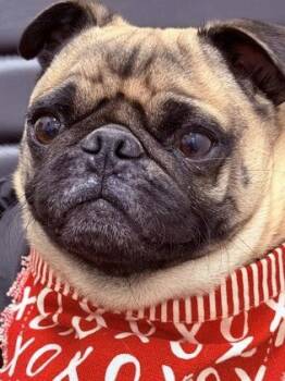 Pug Dogs Available for Adoption - Pieface | PetCurious