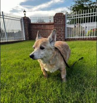 Rescue Corgi Dogs for Adoption in Okmulgee, Oklahoma - Bonnie | PetCurious