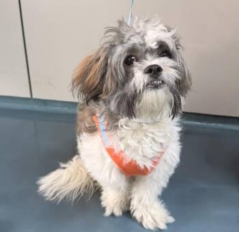 Petey -  Mixed Breed Dog for Adoption - Petey | PetCurious
