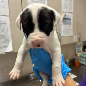 Rescue American Staffordshire Terrier Dogs for Adoption in San Antonio, Texas - Hamburglar | PetCurious