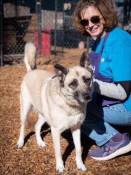 Mixed Breed Dogs Available for Adoption in Chamblee, Georgia - Whirlwind | PetCurious