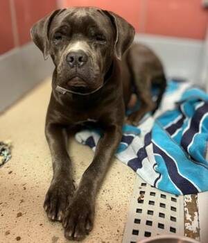 JULY -  Staffordshire Bull Terrier and Mixed Breed Dog for Adoption in Houston, Texas - JULY | PetCurious