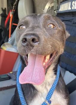 CECE -  Mixed Breed Dog for Adoption in Dallas, Texas - CECE | PetCurious