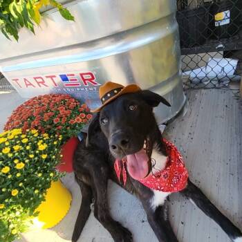 Rescue Shepherd Dogs for Adoption in San Antonio, Texas - Snuffles | PetCurious