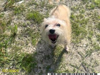 HONEY -  Mixed Breed Dog for Adoption in West Palm Beach, Florida - HONEY | PetCurious