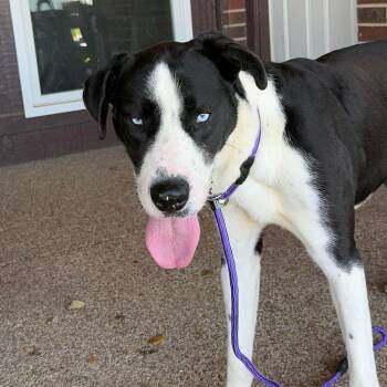 Great Dane and Siberian Husky Dogs Available for Adoption in Bullard, Texas - Frank | PetCurious