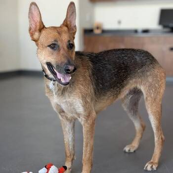 Mixed Breed Dogs Available for Adoption in Truckee, California - Duke | PetCurious