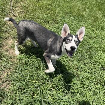 Ariana -  Siberian Husky Dog for Adoption in Sumter, South Carolina - Ariana | PetCurious