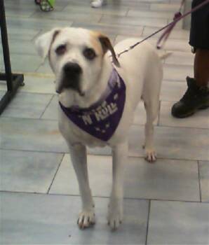AMETHYST -  Mixed Breed Dog for Adoption in Charlotte, North Carolina - AMETHYST | PetCurious
