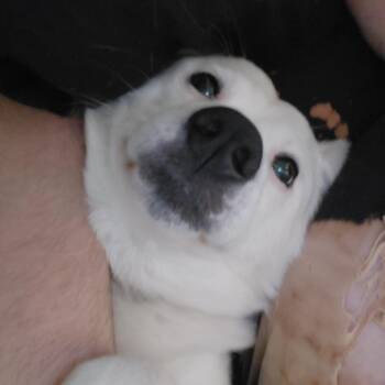Border Collie and Cattle Dog Dogs Available for Adoption in Columbia, Missouri - Hammy | PetCurious