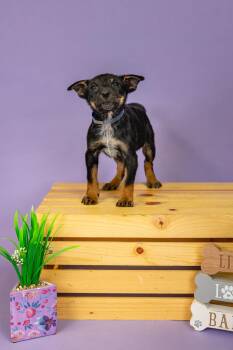 Shepherd Dogs Available for Adoption - 172-26 | PetCurious