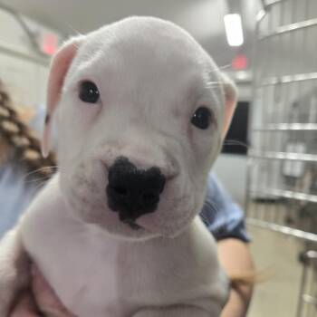 Petra -  Mixed Breed Dog for Adoption in Lake Panasoffkee, Florida - Petra | PetCurious