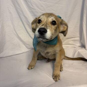Steeler -  Mixed Breed Dog for Adoption in Canal Winchester, Ohio - Steeler | PetCurious