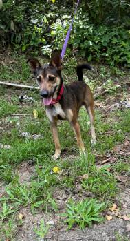Rescue Rat Terrier and Manchester Terrier Dogs for Adoption in Punta Santiago, Humacao - Dreamy Denis | PetCurious