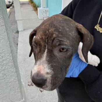 Smoke -  Pit Bull Terrier Dog for Adoption in Tampa, Florida - Smoke | PetCurious