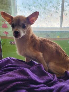 Chihuahua Dogs Available for Adoption in Lawrenceville, Georgia - Pen 230d Martin | PetCurious