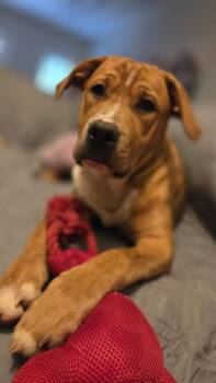 Abe -  Pit Bull Terrier Dog for Adoption in Gillsville, Georgia - Abe | PetCurious
