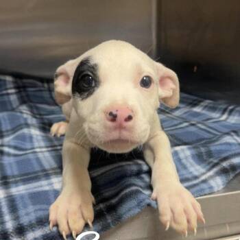 Syrex (p) -  American Staffordshire Terrier Dog for Adoption in New York, New York - Syrex (p) | PetCurious