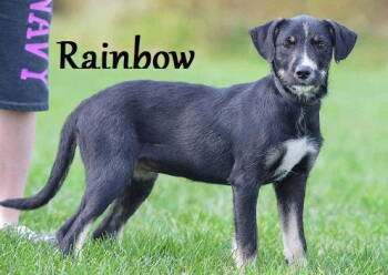 Rescue Irish Wolfhound and Great Pyrenees Dogs for Adoption in Knoxville, Iowa - Riley | PetCurious