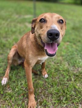 Madison -  Labrador Retriever and Hound Dog for Adoption in Attalla, Alabama - Madison | PetCurious