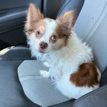 Chihuahua Dogs Available for Adoption - Odie | PetCurious