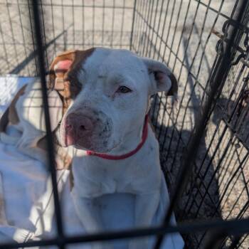 Pit Bull Terrier Dogs Available for Adoption - Esme | PetCurious